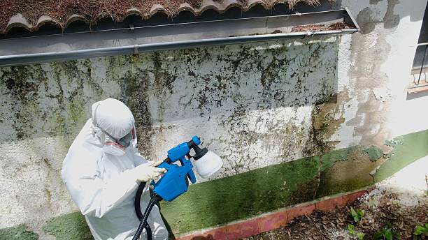 Trusted Black Mold Removal service in Denville, NJ - Cheap Mold Removal